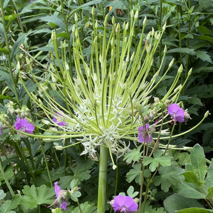 Allium schubertii 'Arctic Snow'