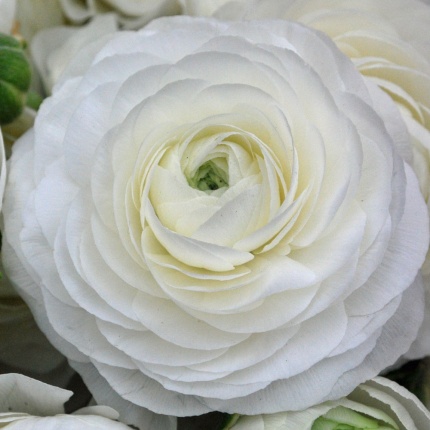 Ranunculus 'Aviv' white