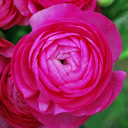 Ranunculus 'Aviv' rose