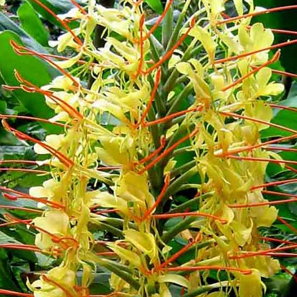 Hedychium gardnerianum