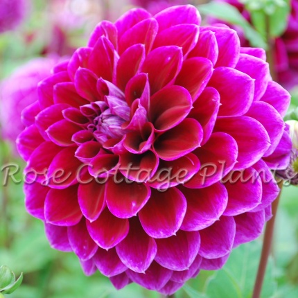 Dahlia 'Jowey Marilyn'