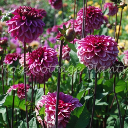 Dahlia 'Laughing Lizza'