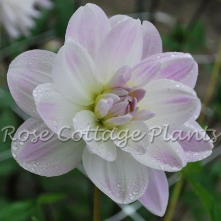 Dahlia 'Porcelaine'