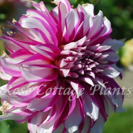 Dahlia 'Radegast'