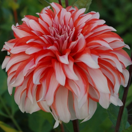 Dahlia 'Santa Claus US'