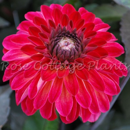Dahlia 'Tirza'