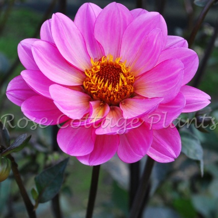 Dahlia 'Classic Rosamunde'