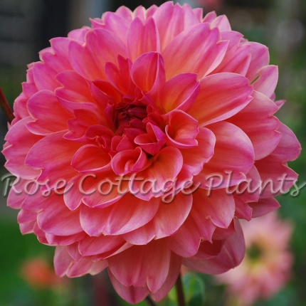 Dahlia'PhyllisFarmer' (Size II tubers)