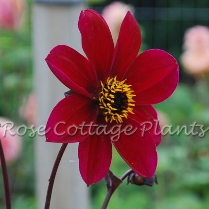 Dahlia 'Dovegrove'