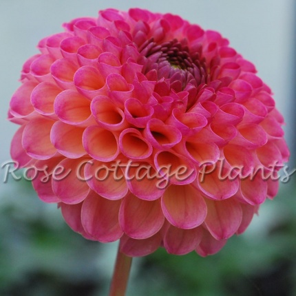 Dahlia 'Nuland's Josephine'