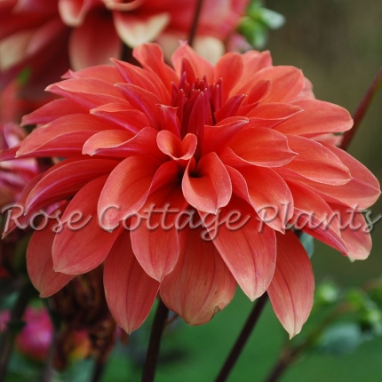 Dahlia 'Finchcocks'