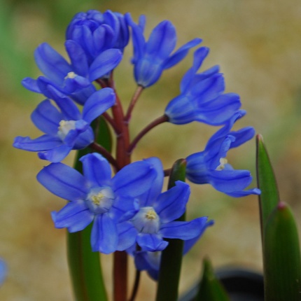 Chionodoxa sardensis AGM