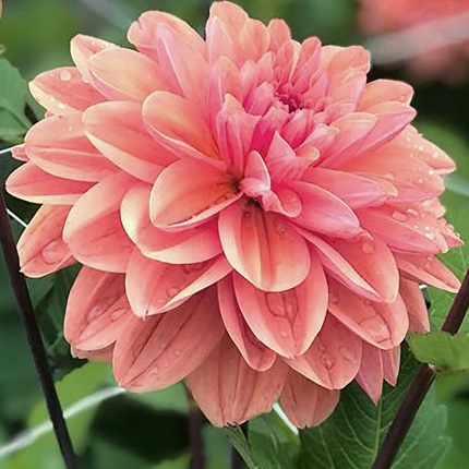 Dahlia 'Hermitage'