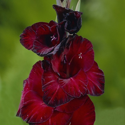 Gladiolus grandiflora 'Black Star'