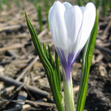 Crocus 'Silver Coral'