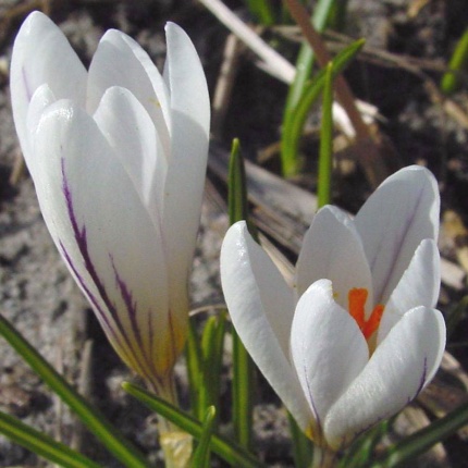 Crocus versicolor picturatus