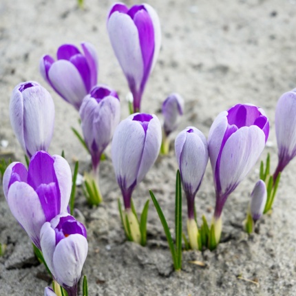 Crocus 'Whale Shark'