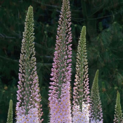 Eremurus Line Dance