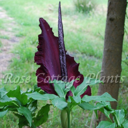 Dranunculus vulgaris