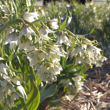 Fritillaria bucharica 'Nurek Giant'