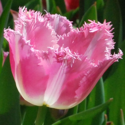 Tulipa 'Fancy Frills' - Rose Cottage Plants