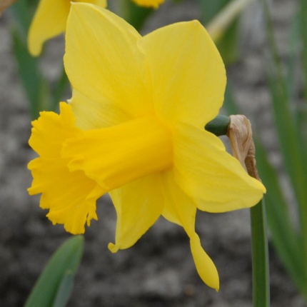 Narcissus 'Jedna'