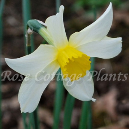 Narcissus 'Mrs Langtry'