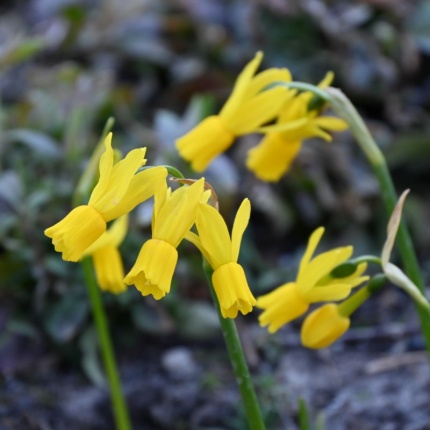 Narcissus 'Little Emma'