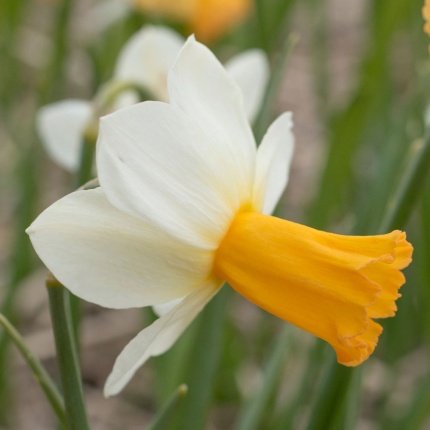 Narcissus 'Winter Waltz' AGM