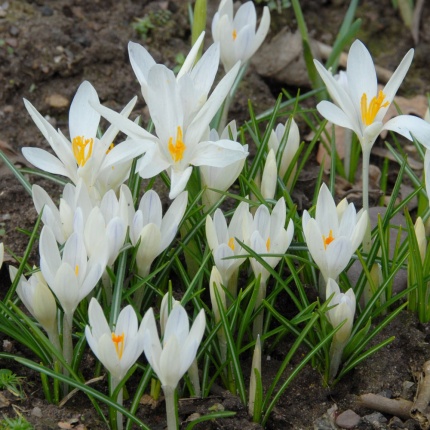 Crocus tommasinianus Albus