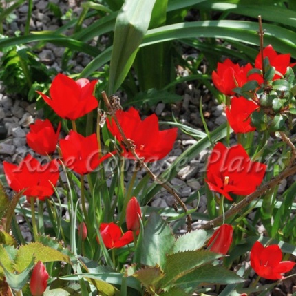 Tulipa Batalinii 'Red Hunter'