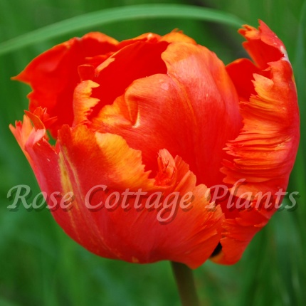 Tulipa 'Flower Power'