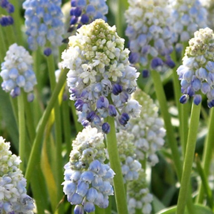 Muscari armeniacum Nature's Beauty