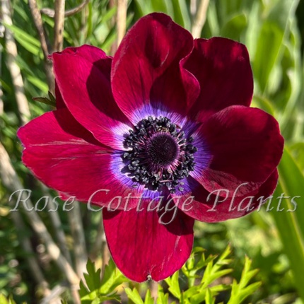 Anemone coronaria 'Bordeaux'