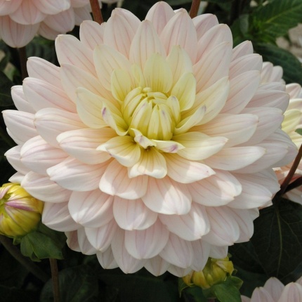 Dahlia 'Diana's Memory'