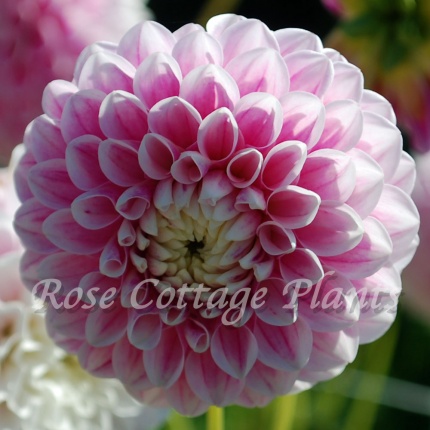 Dahlia 'Marshmellow Baby'