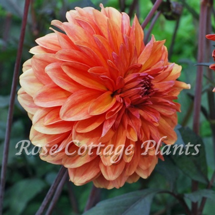 Dahlia ‘Orange Pekoe’ - Rose Cottage Plants