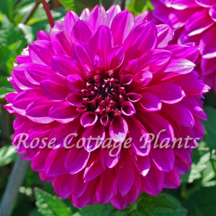 Dahlia ‘Purple World’ - Rose Cottage Plants