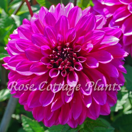 Dahlia 'Purple World'