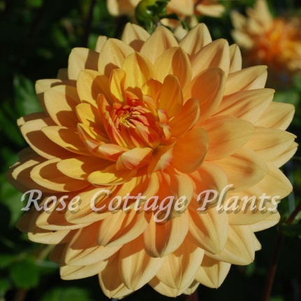 Dahlia 'Rancho'