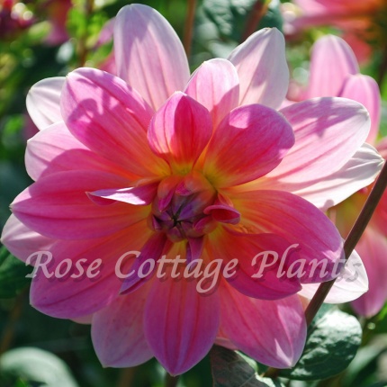 Dahlia 'Twiggy'