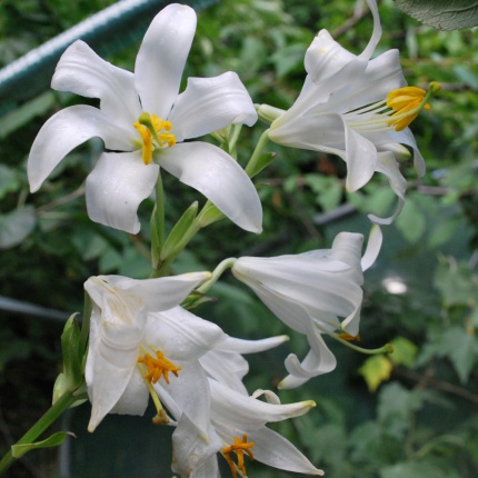 Lilium candidum AGM - Rose Cottage Plants