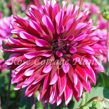 Dahlia 'Tanita'