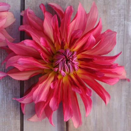 Dahlia 'Dutch Delight'