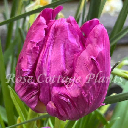 Tulipa 'Parrot Prince'