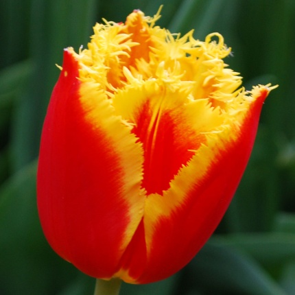 Tulipa 'Davenport'