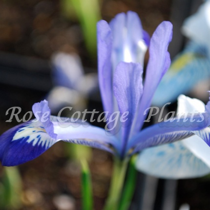 Iris reticulata 'Clairette'