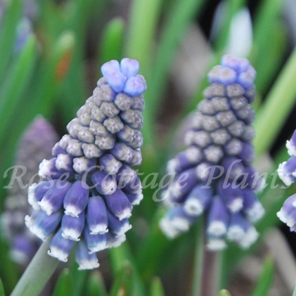 Muscari armeniacum 'Night Eyes'