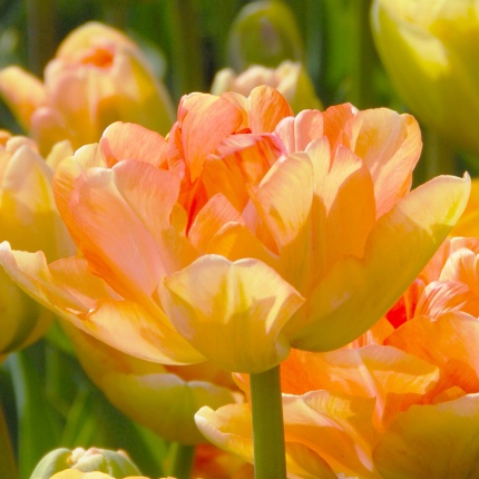 Tulipa 'Charming Beauty'