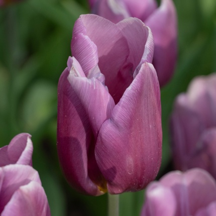 Tulipa 'Copex'